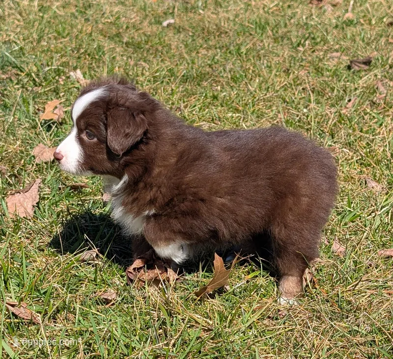 George Strait  – Miniature Australian Shepherd puppy for sale in Frederick, MD