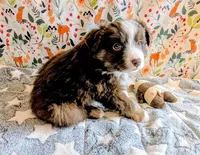 George Strait , a male Miniature Australian Shepherd for sale in Frederick, MD – Photo 7 of 9