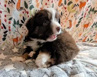 George Strait , a male Miniature Australian Shepherd for sale in Frederick, MD – Photo 8 of 9