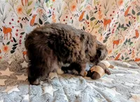 George Strait , a male Miniature Australian Shepherd for sale in Frederick, MD – Photo 3 of 9