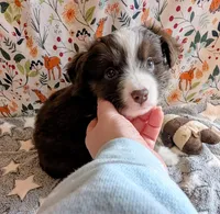 George Strait , a male Miniature Australian Shepherd for sale in Frederick, MD – Photo 5 of 9
