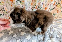 George Strait , a male Miniature Australian Shepherd for sale in Frederick, MD – Photo 9 of 9