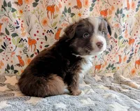 George Strait , a male Miniature Australian Shepherd for sale in Frederick, MD – Photo 6 of 9