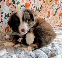 George Strait , a male Miniature Australian Shepherd for sale in Frederick, MD – Photo 4 of 9