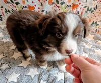 George Strait , a male Miniature Australian Shepherd for sale in Frederick, MD – Photo 2 of 9