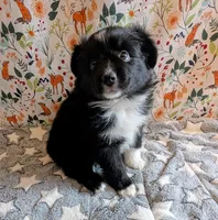 Patsy Cline, a female Miniature Australian Shepherd for sale in Frederick, MD – Photo 5 of 9