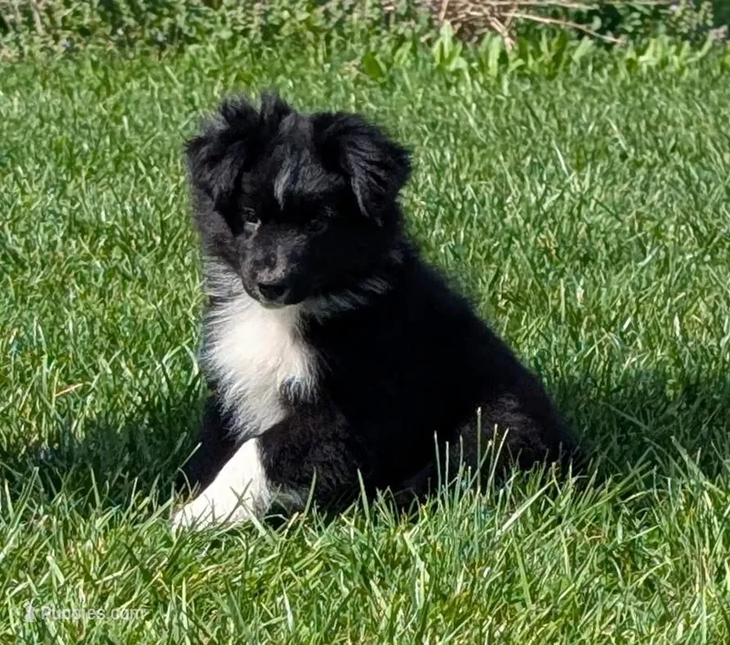 Patsy Cline – Miniature Australian Shepherd puppy for sale in Frederick, MD
