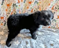 Patsy Cline, a female Miniature Australian Shepherd for sale in Frederick, MD – Photo 2 of 9