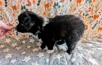 Patsy Cline, a female Miniature Australian Shepherd for sale in Frederick, MD – Photo 8 of 9