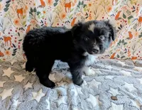 Patsy Cline, a female Miniature Australian Shepherd for sale in Frederick, MD – Photo 3 of 9