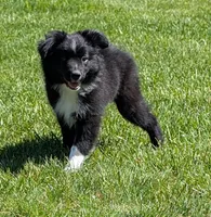 Patsy Cline, a female Miniature Australian Shepherd for sale in Frederick, MD – Photo 2 of 10