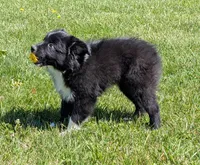 Patsy Cline, a female Miniature Australian Shepherd for sale in Frederick, MD – Photo 7 of 10