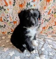 Patsy Cline, a female Miniature Australian Shepherd for sale in Frederick, MD – Photo 4 of 9
