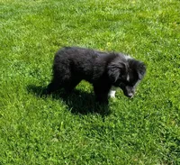 Patsy Cline, a female Miniature Australian Shepherd for sale in Frederick, MD – Photo 9 of 10