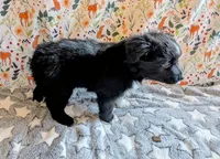 Patsy Cline, a female Miniature Australian Shepherd for sale in Frederick, MD – Photo 6 of 9