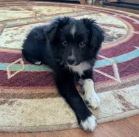 Patsy Cline, a female Miniature Australian Shepherd for sale in Frederick, MD – Photo 1 of 10