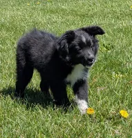 Patsy Cline, a female Miniature Australian Shepherd for sale in Frederick, MD – Photo 5 of 10