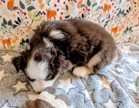 Miranda Lambert, a female Miniature Australian Shepherd for sale in Frederick, MD – Photo 10 of 10