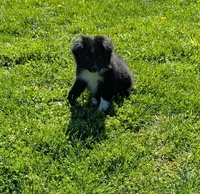 Patsy Cline, a female Miniature Australian Shepherd for sale in Frederick, MD – Photo 10 of 10
