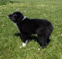 Patsy Cline, a female Miniature Australian Shepherd for sale in Frederick, MD – Photo 8 of 10