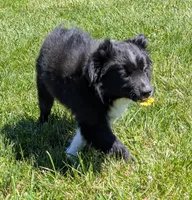 Patsy Cline, a female Miniature Australian Shepherd for sale in Frederick, MD – Photo 6 of 10