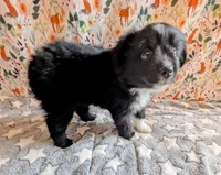 Patsy Cline, a female Miniature Australian Shepherd for sale in Frederick, MD – Photo 9 of 9