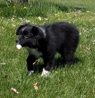 Patsy Cline, a female Miniature Australian Shepherd for sale in Frederick, MD – Photo 3 of 10
