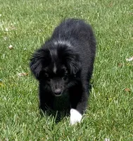 Patsy Cline, a female Miniature Australian Shepherd for sale in Frederick, MD – Photo 4 of 10