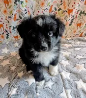 Patsy Cline, a female Miniature Australian Shepherd for sale in Frederick, MD – Photo 1 of 9