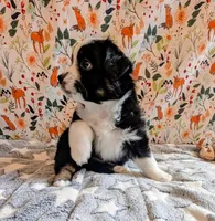 Clint Black , a male Miniature Australian Shepherd for sale in Frederick, MD – Photo 6 of 10