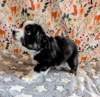 Clint Black , a male Miniature Australian Shepherd for sale in Frederick, MD – Photo 5 of 10