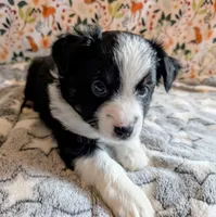 Clint Black , a male Miniature Australian Shepherd for sale in Frederick, MD – Photo 1 of 10