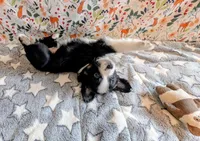 Clint Black , a male Miniature Australian Shepherd for sale in Frederick, MD – Photo 10 of 10