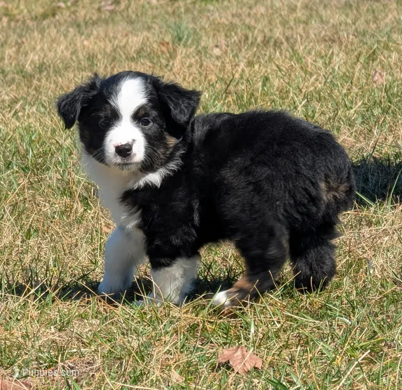 Clint Black  – Miniature Australian Shepherd puppy for sale in Frederick, MD