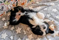 Clint Black , a male Miniature Australian Shepherd for sale in Frederick, MD – Photo 3 of 10