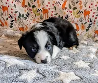 Clint Black , a male Miniature Australian Shepherd for sale in Frederick, MD – Photo 2 of 10