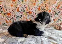 Clint Black , a male Miniature Australian Shepherd for sale in Frederick, MD – Photo 7 of 10