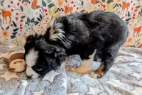 Clint Black , a male Miniature Australian Shepherd for sale in Frederick, MD – Photo 9 of 10