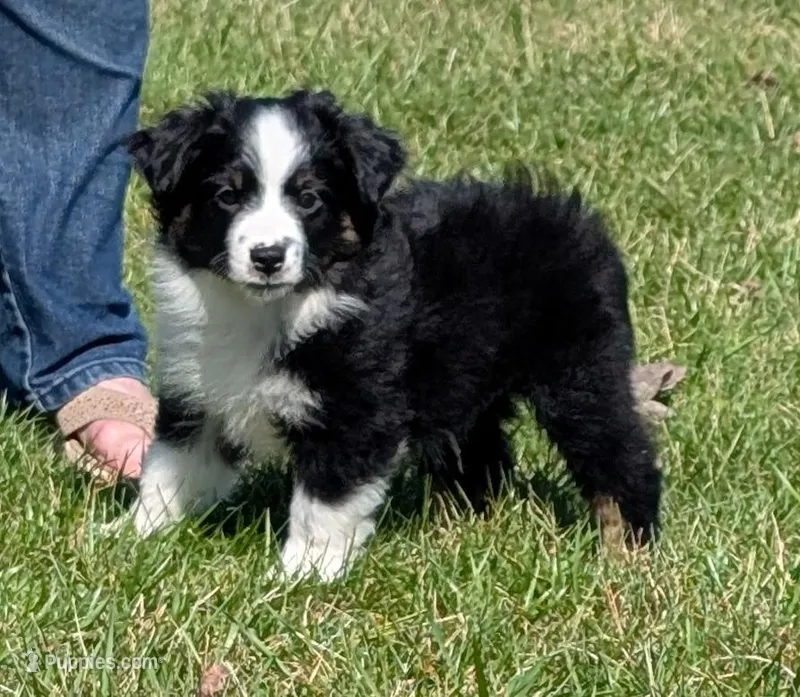 Clint Black  – Miniature Australian Shepherd puppy for sale in Frederick, MD