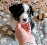 Clint Black , a male Miniature Australian Shepherd for sale in Frederick, MD – Photo 8 of 10