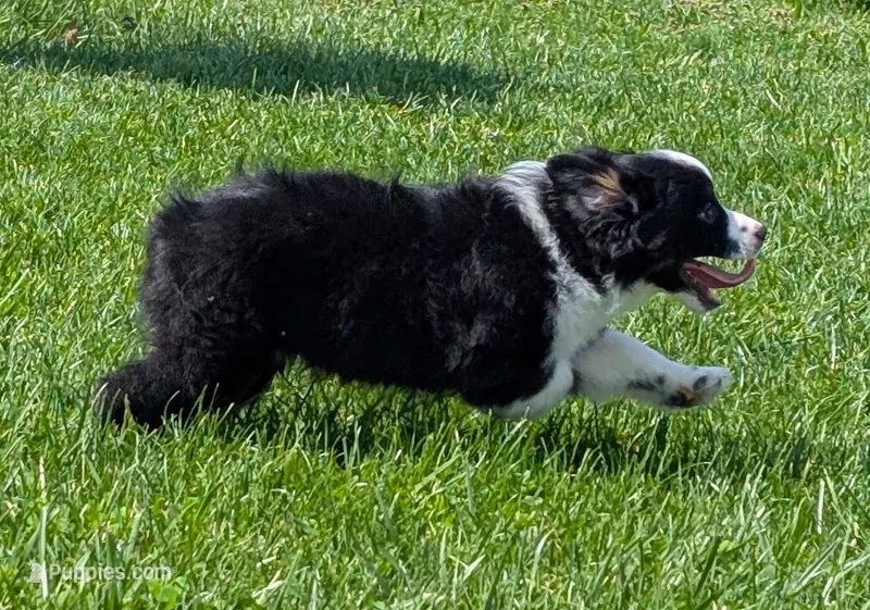 Clint Black  – Miniature Australian Shepherd puppy for sale in Frederick, MD