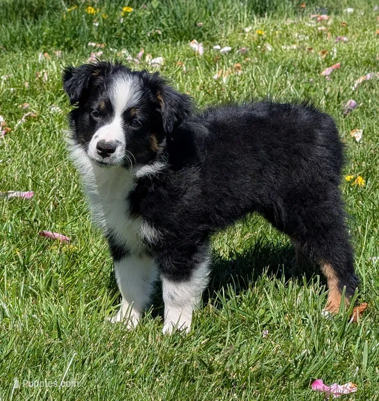 Clint Black  – Miniature Australian Shepherd puppy for sale in Frederick, MD