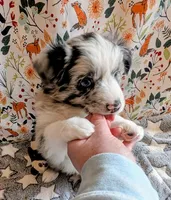 Merle Haggard , a male Miniature Australian Shepherd for sale in Frederick, MD – Photo 2 of 10