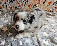 Merle Haggard , a male Miniature Australian Shepherd for sale in Frederick, MD – Photo 7 of 10