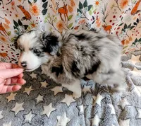 Merle Haggard , a male Miniature Australian Shepherd for sale in Frederick, MD – Photo 4 of 10