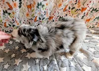 Merle Haggard , a male Miniature Australian Shepherd for sale in Frederick, MD – Photo 9 of 10