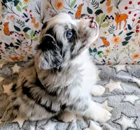 Merle Haggard , a male Miniature Australian Shepherd for sale in Frederick, MD – Photo 1 of 10