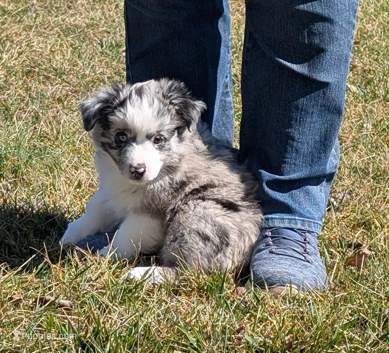 Merle Haggard  – Miniature Australian Shepherd puppy for sale in Frederick, MD