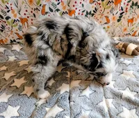 Merle Haggard , a male Miniature Australian Shepherd for sale in Frederick, MD – Photo 10 of 10