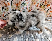 Merle Haggard , a male Miniature Australian Shepherd for sale in Frederick, MD – Photo 8 of 10